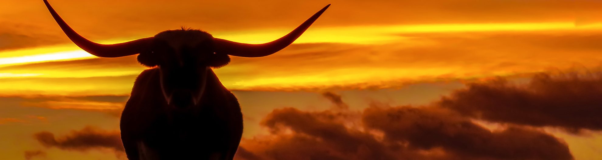 cow at sunset