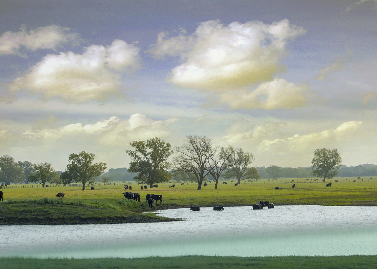 Cows at the watering hold on a ranch in Texas